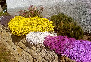 Neu gesetzte Sandsteinmauer mit Blühpflanzen.