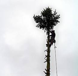 Der Baum wurde bis zur Krone abgetragen.